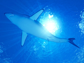 3d rendered illustration of a marko shark