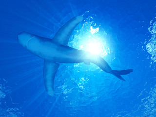 3d rendered illustration of a white tip shark