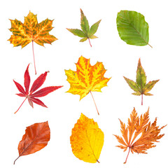 Collection of autumn leaves isolated on white background.....