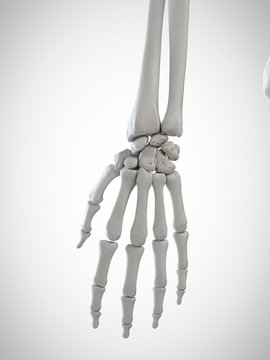 3d rendered medically accurate illustration of the skeletal hand