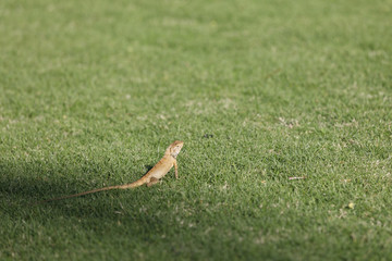 Obraz premium Yellowish lizard on green grass hunting food