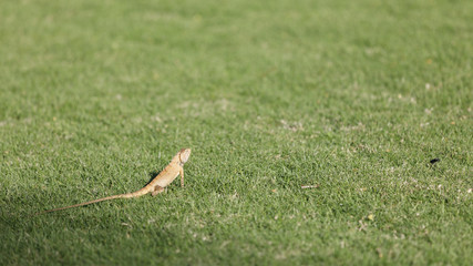 Yellowish lizard on green grass hunting food