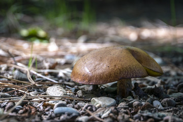 A beautiful mushroom Suillus with a yellow hat on a forest path. Close-up. Nature concept for design