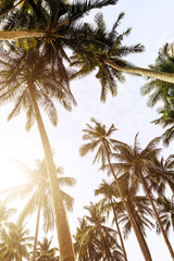 Naklejka premium Background of tall palm trees and bright sky
