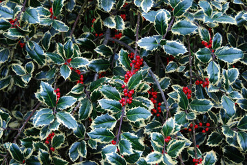 Holly Leaves and Berries Christmas Background