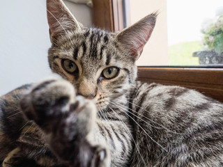 Portrait of two cats lying on a window. Two cute kittens on the window.
