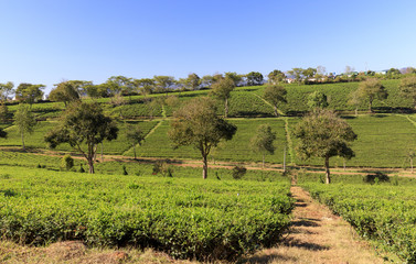 Fototapeta na wymiar Tam Chau Tea plantation with green tea bushes in Bao Lam , Vietnam