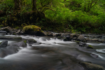 Flowing creek through lush green forest