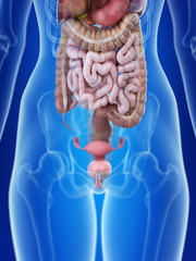 3d rendered medically accurate illustration of a womans uterus