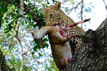 Wild Leopard Kill South Africa SAfari © ANP