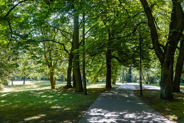 Fototapeta na wymiar View of the path between green trees in a public park on a sunny day