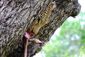 Fototapeta premium Wild Leopard Kill South Africa Safari