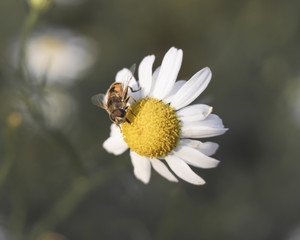 Obraz premium Bee on a daisy flower