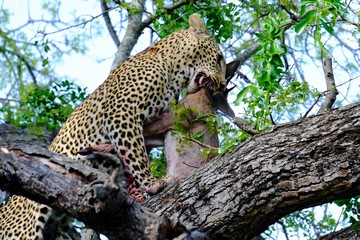 Wild Leopard Kill South Africa Safari