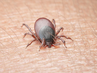 3d rendered illustration of a tick biting in human skin
