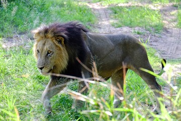 Wild Lion South Africa
