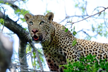 Leopard Wild Cat South Africa Safari