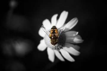 Bee on a daisy flower