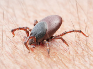 3d rendered illustration of a tick biting in human skin