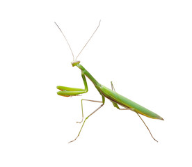 beautiful mantis on white
