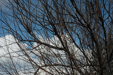 Bare dry branches of a tree on blue sky background