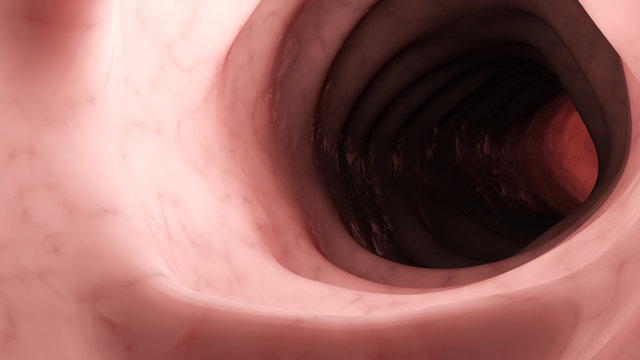 3d rendered medically accurate illustration of a healthy human colon from inside