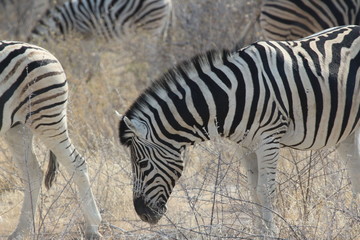 Fototapeta na wymiar Zebra in Afrika