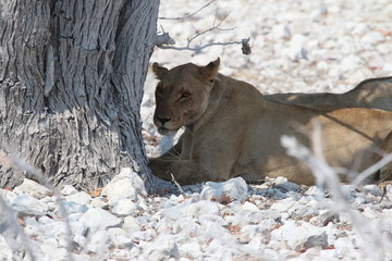 Obraz premium Löwen in Afrika