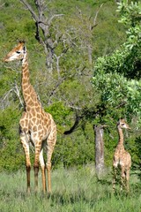 Safari Animal South Africa
