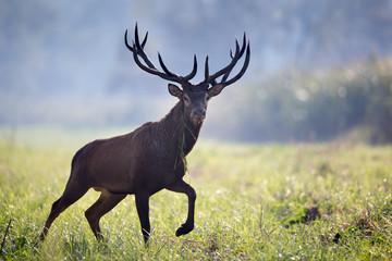 Obraz premium Red deer in forest on foggy morning