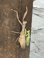 Mantis mating