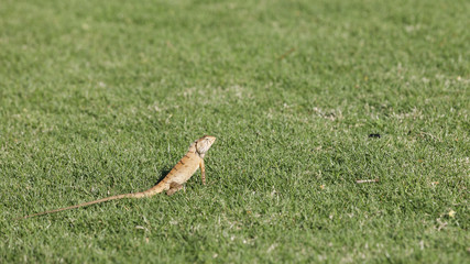 Yellowish lizard on green grass hunting food