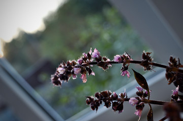 flowering branch of Basil on the window of countryside house