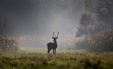 Young red deer in forest on foggy morning - obrazy, fototapety, plakaty