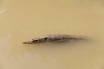 Crocodile floats quietly in a brown water