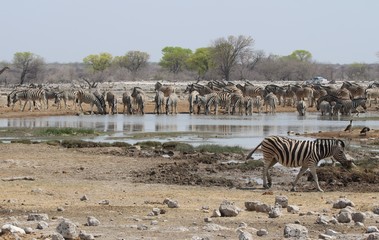 Obraz na płótnie Canvas Tiere in Afrika