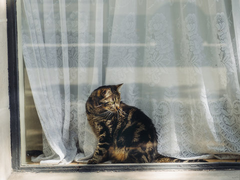 Cat sitting by window