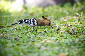 Closeup of hoopoe bird on a grass