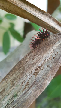 Golden Birdwing or Troides aeacus baby caterpillar is cling up plant , Butterfly life cycle, Larva in nature gaden with green leafs backdrop, selective focus,