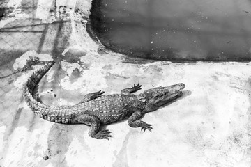 Crocodiles at pool side on concrete floor