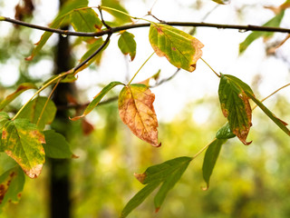 wet autumn leaves of maple ash tree in rain