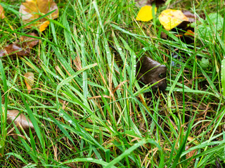 wet autumn leaves on lawn in rainy day