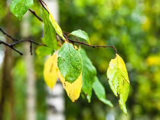 wet green and yellow leaves of plum tree in rain