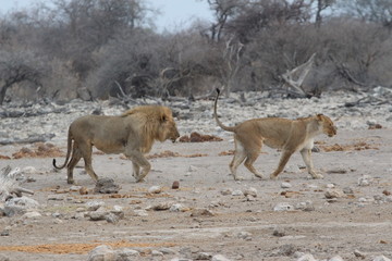 Fototapeta na wymiar Löwen in Afrika