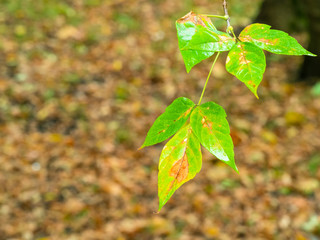 wet leaves of maple ash tree in autumn rain
