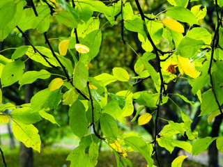 wet leaves of pear tree in park in autumn rain