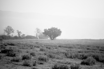 Lonely tree on a foggy morning