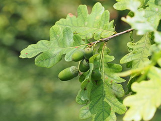 Stieleiche, Blätter und Frucht - Pedunculate oak, leaves and acorns