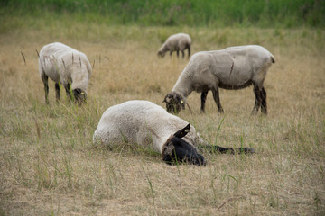 Naklejka na ściany i meble Schlafendes Schaf vor anderen Schafen liegend