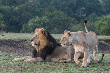 Male and female lions courting (Panthera leo) taken in the Maasai Mara Reserve, Kenya
